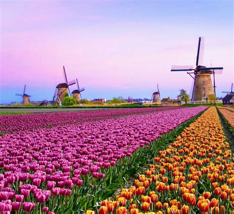 best places to see tulips in netherlands